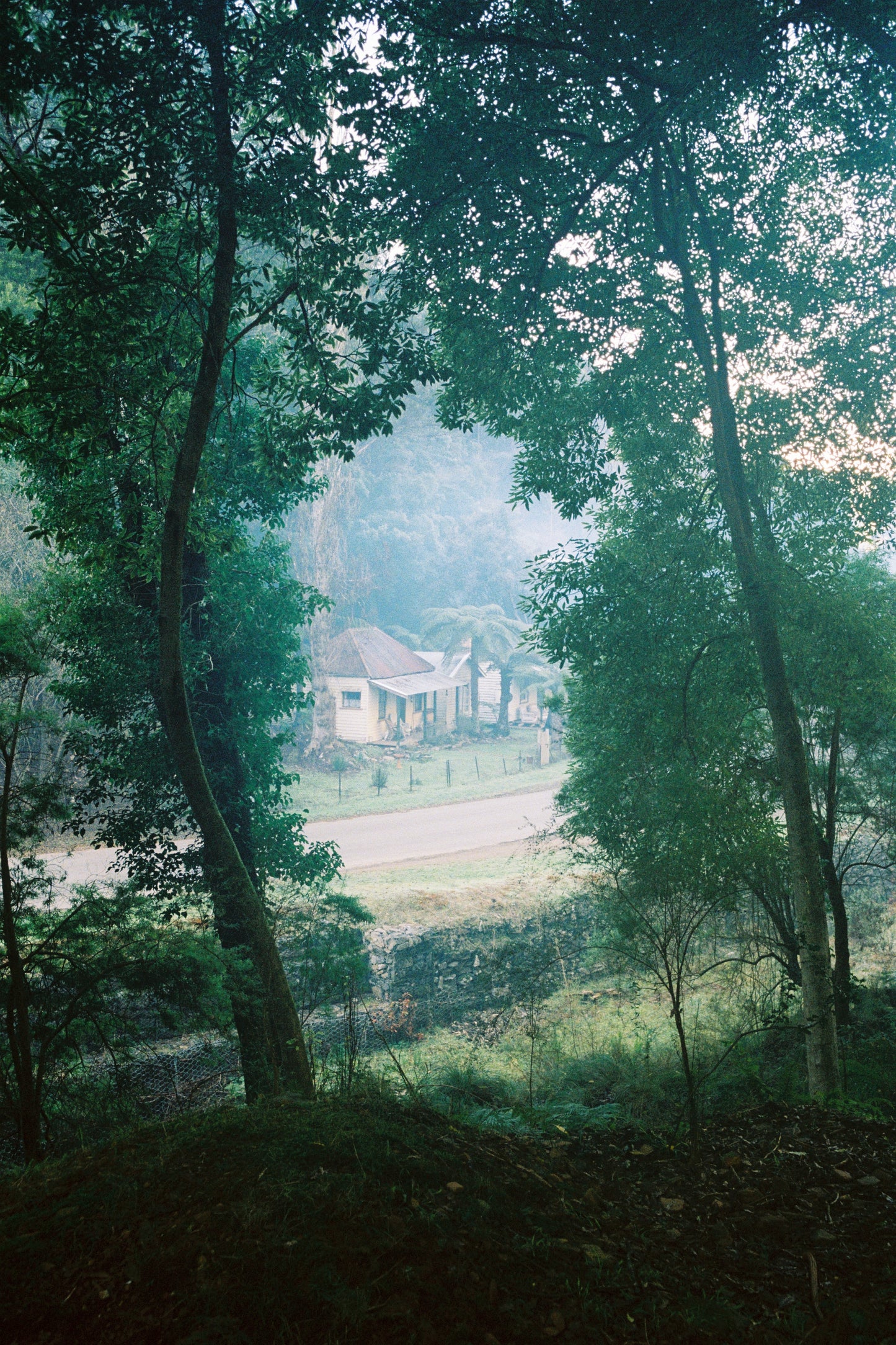 FlicFilm Aurora 800 (C-41)