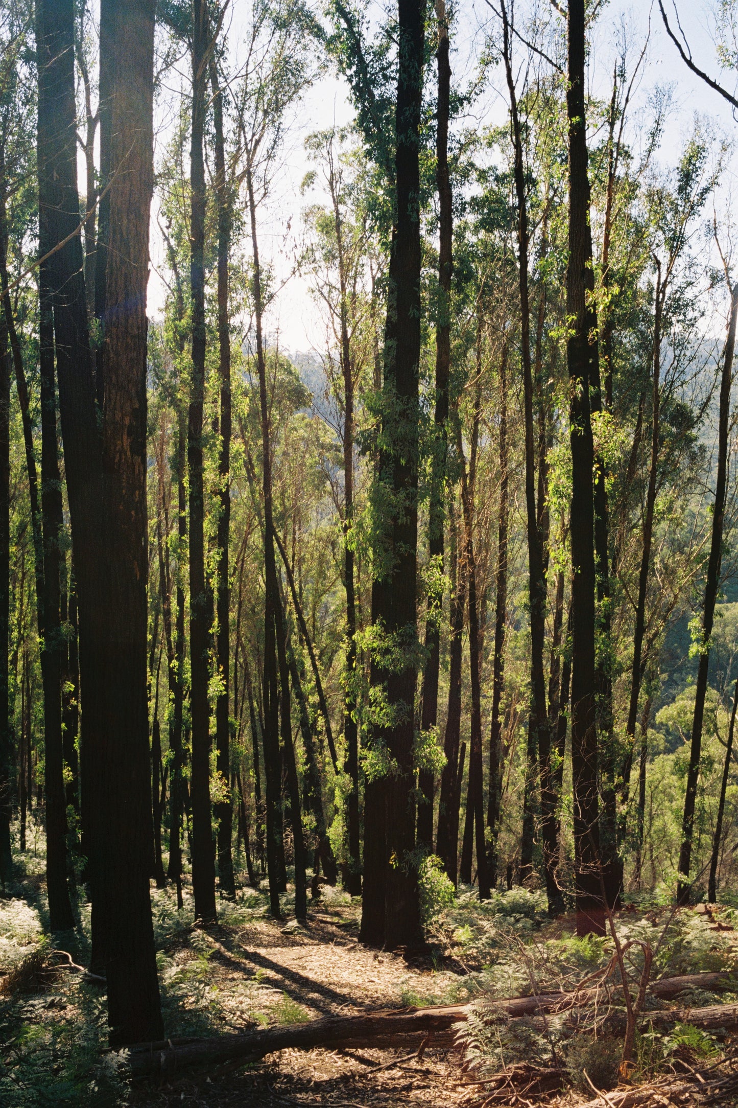 FlicFilm Aurora 800 (C-41)