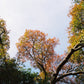 FlicFilm Aurora 400