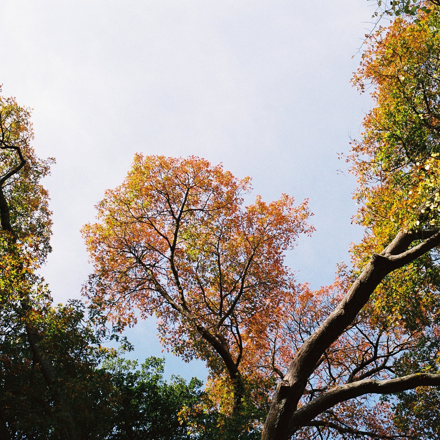 FlicFilm Aurora 400